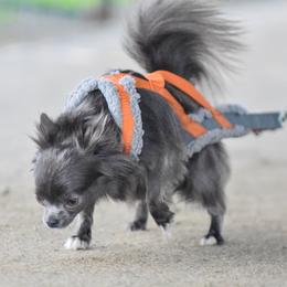 Awi - Chihuahua