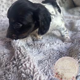 Teddy - Piebald male Dachshund puppy in Lufkin, Texas from CSW Dachshunds