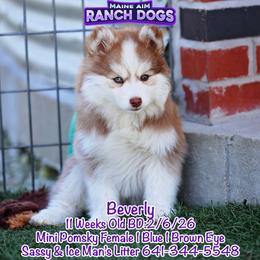 Beverly - Red and white female Pomsky puppy in Humeston, Iowa from M.A.R. Dogs
