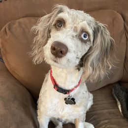 Cooper - Aussiedoodle