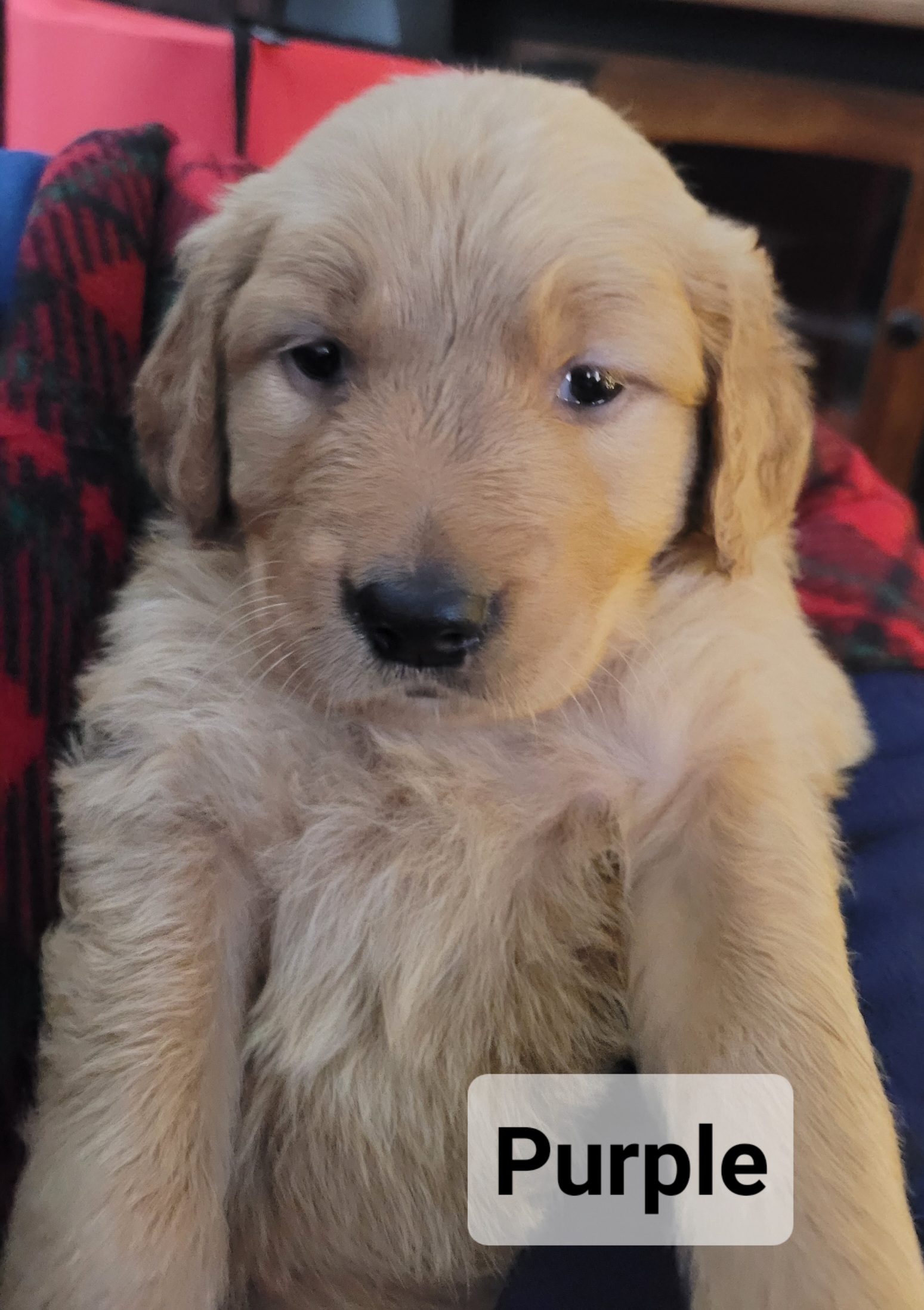 Golden Retriever Puppies from Catherine's Goldens