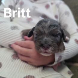 Britt - Blue merle female Bernedoodle puppy in Blackfoot, Idaho from Draper Mountain Doodles