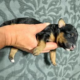 Buckeye - Black phantom male Aussiedoodle puppy in Rock Hill, South Carolina from LolliPop Farms
