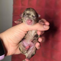 Piglet - Chocolate and white male Chihuahua puppy in West New York, New Jersey from Pixie’s Magical Puppies