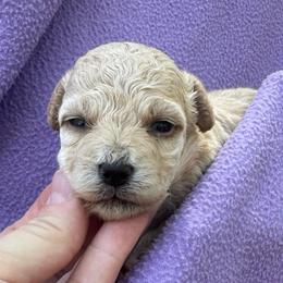 Daisy - Apricot female Maltipoo puppy in Alexander, Arkansas from Durham's Designer Poos