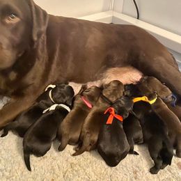 Labrador Retriever Puppies from Lost Woods Labradors