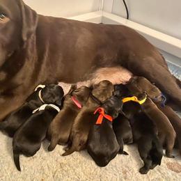 Labrador Retriever Puppies from Lost Woods Labradors
