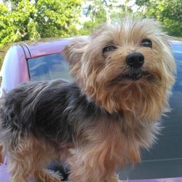 Yorkshire Terriers from Bertha McAdams's Yorkshire Terriers