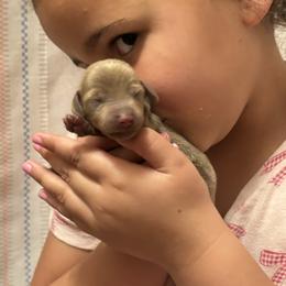 Coral - Fawn (isabella) and tan female Dachshund puppy in Lufkin, Texas from L & A Dachshunds