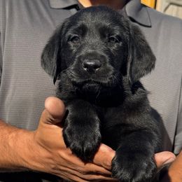 Boy 5 - Black male Labrador Retriever puppy in Gerber, California from In The Zone Dog Training and Breeding