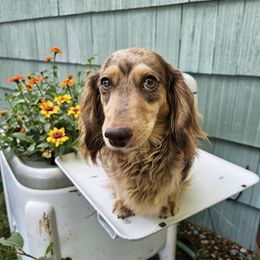 Liberty - Dachshund