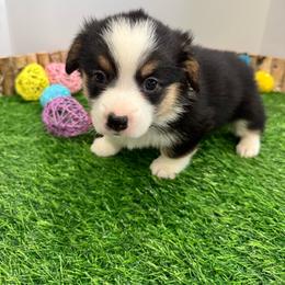 Pepper - Black and tan female Pembroke Welsh Corgi puppy in Millsap, Texas from Punchy Pembroke Ranch