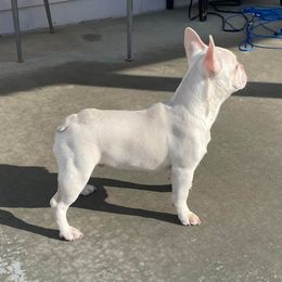 French Bulldog Puppies from QueenBFrenchies