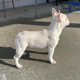 French Bulldog Puppies from QueenBFrenchies