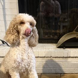 Poodles from East Bunch Poodles