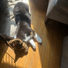 American Corgi Puppies from Downeast Corgis