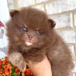 Teddy - Chocolate and tan male Pomeranian puppy in Rockwall, Texas from MAK Poms