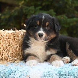 ROCKY - Black tri-color male Australian Shepherd puppy in Marysville, Washington from Benoit Australian Shepherds