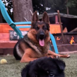 German Shepherd Puppies from AB_Elite_GSD