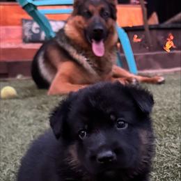 German Shepherd Puppies from AB_Elite_GSD