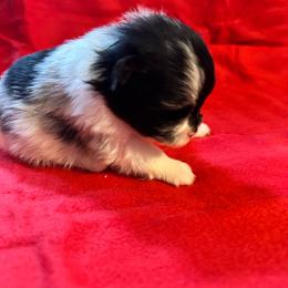 Prada - Blue merle female Pomeranian puppy in Waterloo, Indiana from Garcias Pomeranian