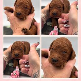 Sienna - Red  female Poodle puppy in Mount Vernon, Illinois from AMC Poodles