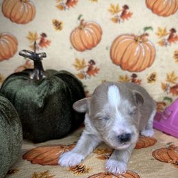 Daphne - Wheaten female Miniature Schnauzer puppy in Placerville, California from Rpuppies
