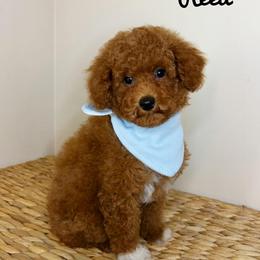 Reed - Red  male Poodle puppy in Morehead, Kentucky from Paw Perfect Pets