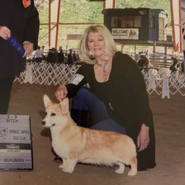 Pembroke Welsh Corgi Puppies from Silver Springs Corgis