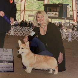 Pembroke Welsh Corgi Puppies from Silver Springs Corgis