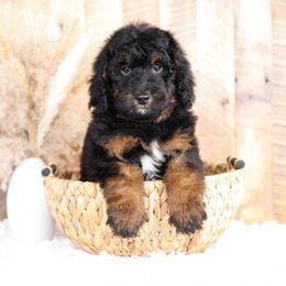 Bernedoodle and Goldendoodle Puppies from Kimberlee’s Kennels