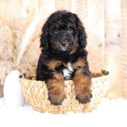 Bernedoodle and Goldendoodle Puppies from Kimberlee’s Kennels