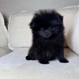 Biscuit - Black female Pomeranian puppy in Newport News, Virginia from Nel’s Pomeranians