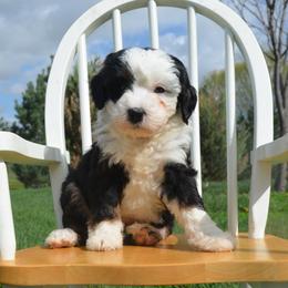 Zipper - Tri-color female Bernedoodle puppy in Clarinda, Iowa from Root and Branch Bernedoodles