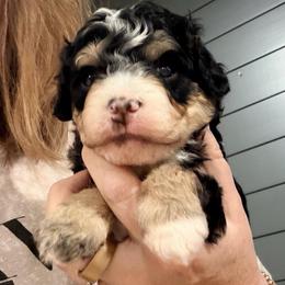 Black tri male - Tri-color male Bernedoodle puppy in Lincoln, Nebraska from GRand Doodles