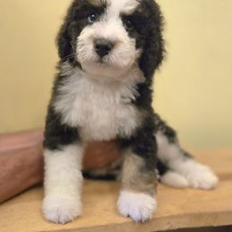 Gray Boy - Tri-color male Bernedoodle puppy in Taft, Tennessee from McGraw's Fetching Pups