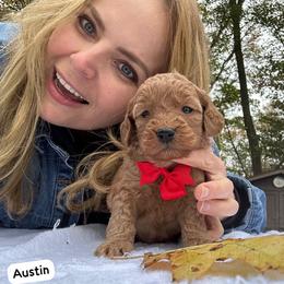 Austin - Apricot male Goldendoodle puppy in Mint Hill, North Carolina from DoodleForever