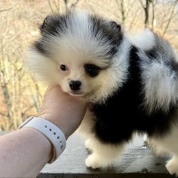 Tilly - Black and tan parti female Pomeranian puppy in Zionville, North Carolina from Shaner Poms