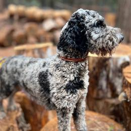 Delilah - Merle female Goldendoodle puppy in Pollock Pines, California from Penny Lane’s Doodles