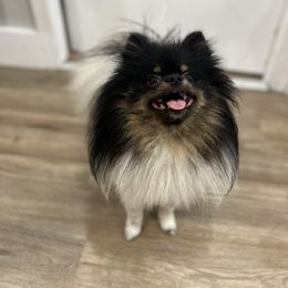 Pomeranian Puppies from Luxury Poms