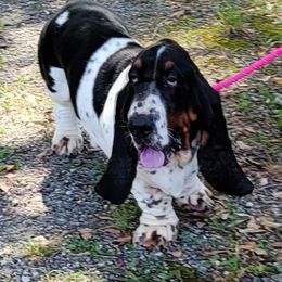 Basset Hound Puppies from Double Branch Basset Hounds