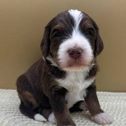 Moose Tracks (Moose) - Tri-color male Bernedoodle puppy in Hendersonville, North Carolina from Kim's Cove