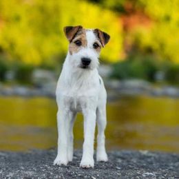 Australian Shepherd and Parson Russell Terrier All Grown Up from Zoolo Kennels
