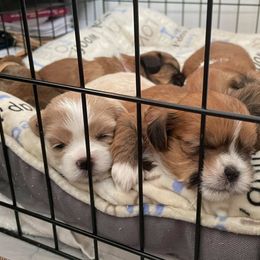 Lhasa Apso Puppies from Kai-ara Lhasa Apsos