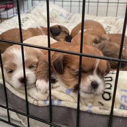 Lhasa Apso Puppies from Kai-ara Lhasa Apsos