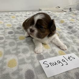 Snuggles - Liver and white male Shih Tzu puppy in Marshfield, Missouri from Hillside Loop Kennel LLC