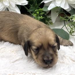 Cosmo - Cream male Dachshund puppy in Exeter, California from Sawtooth Miniature Dachshunds