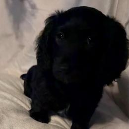 Rigatoni - Black male Dachshund puppy in Kentucky from Wonderful Weiners