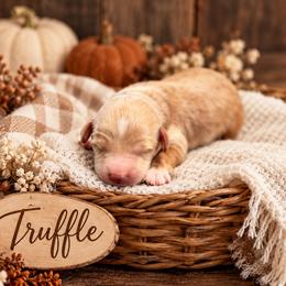 Truffle - Red  female Goldendoodle puppy in Atwood, Oklahoma from Luxe Doodle Haven
