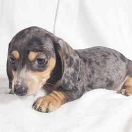 Chili cheese - Dapple male Dachshund puppy in Sacramento, California from MiniDoxPups